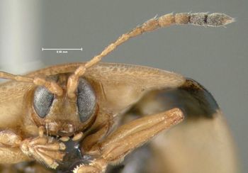 Media type: image;   Entomology 613110 Aspect: head frontal view